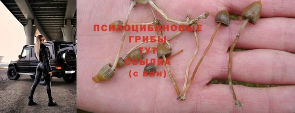ПСИЛОЦИБИНОВЫЕ ГРИБЫ Алексин